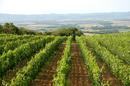 SLIKE VINOGRADA