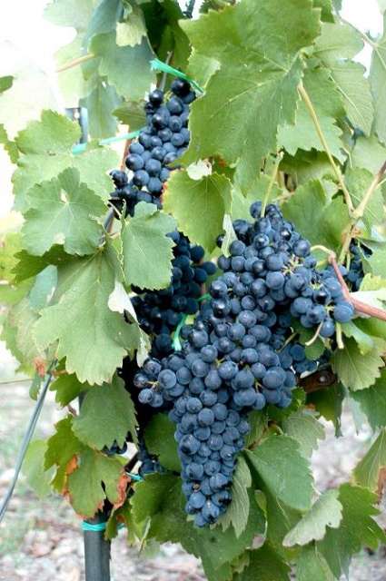 grozd_web.jpg_640_01