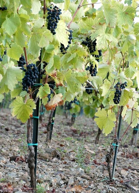 vinogradjpg_03