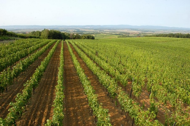 vinogradslike_iz_zraka_2009.g._024_640